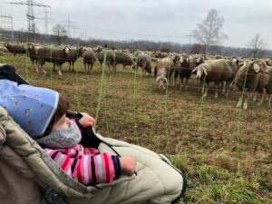 Schafe weiden und erfreuen Besucher. Bilder: beko