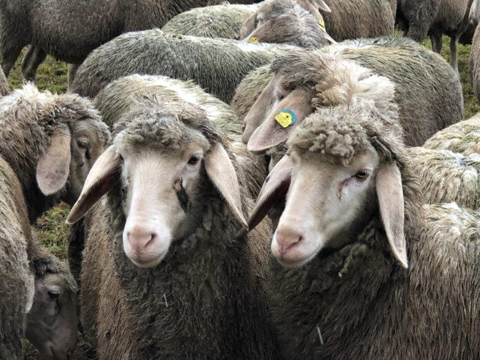 Schafe weiden derzeit trotz Kälte auf Klein-Auheimer und Steinheimer Wiesen. Bild: beko