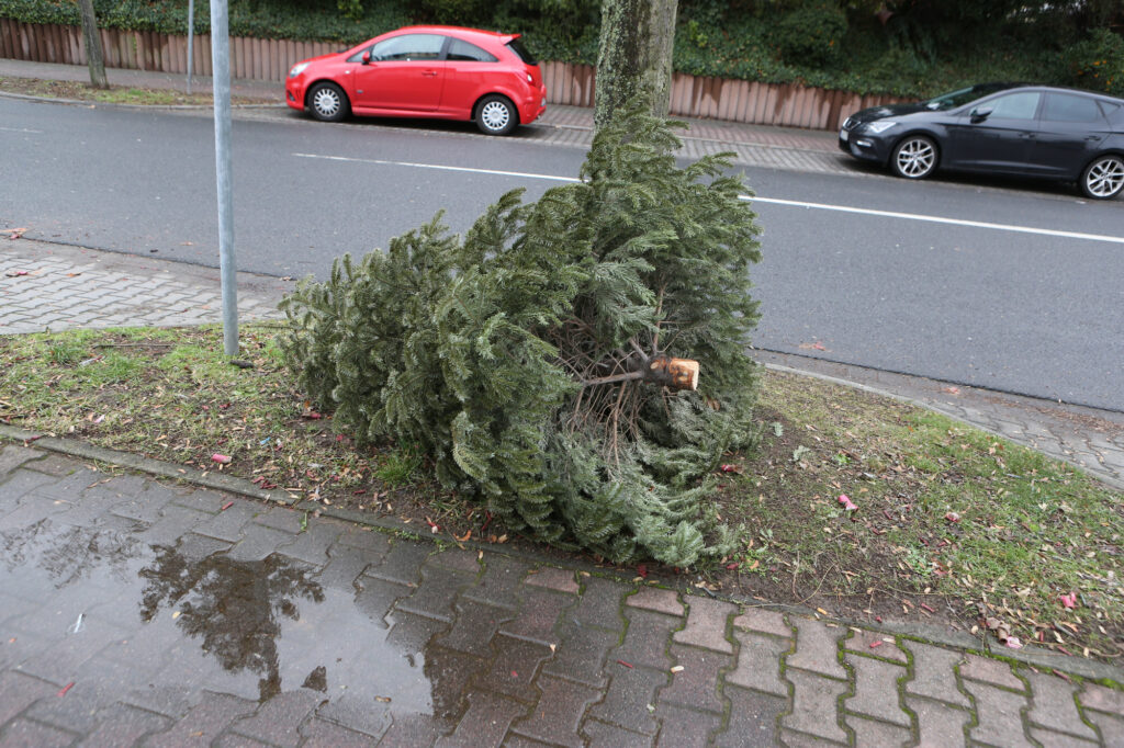 Weihnachtsbäume werden nächste Woche in Seligenstadt abgeholt. Bild: beko